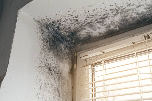Affordable Mold Inspection And Testing solutions in Newton, IL